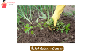 ชื่อวัชพืชในประเทศเวียดนาม (1)